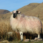 Sheep-on-the-slopes-of-Mount-Brandon