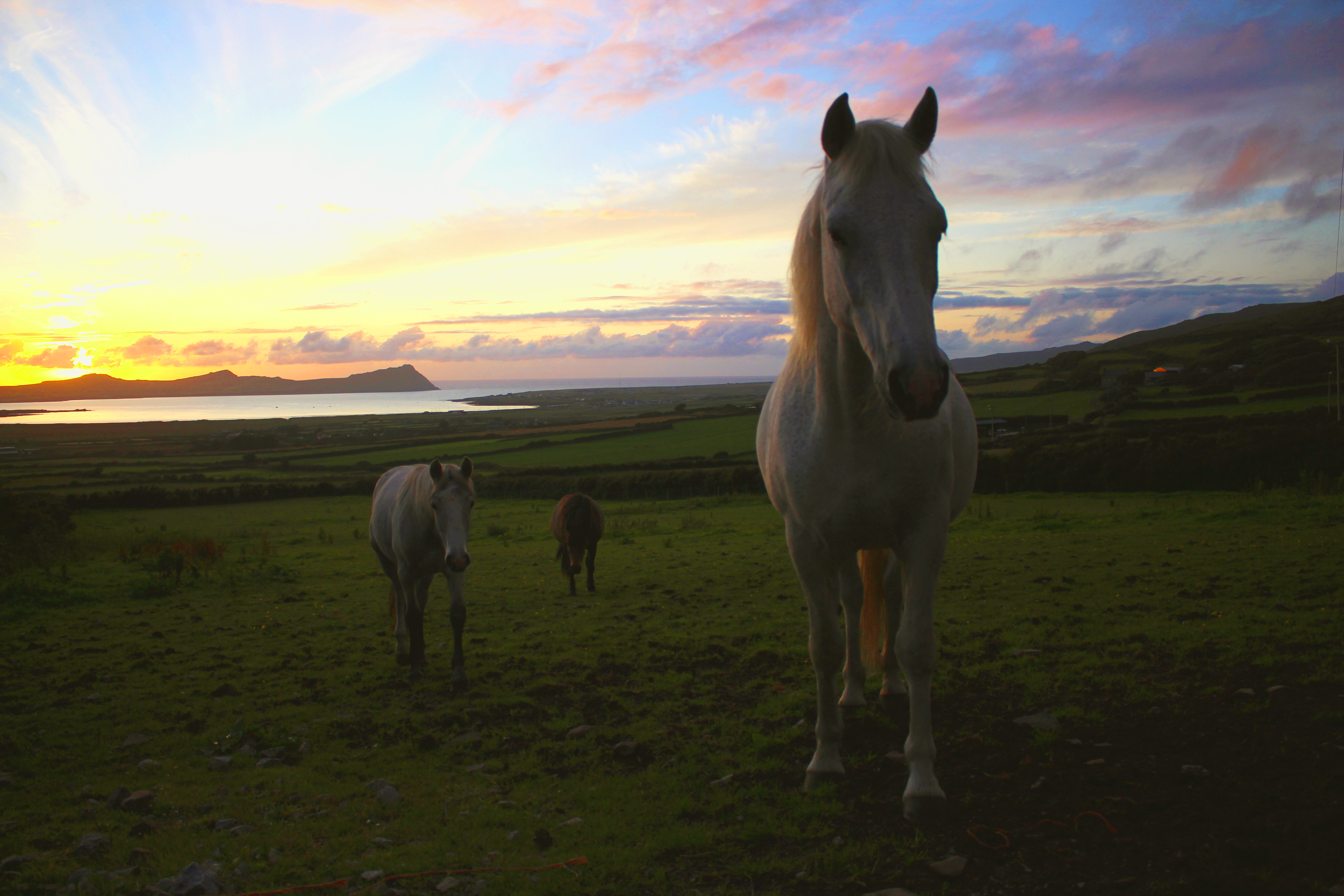 horses-in-front-of-the-3-sisters